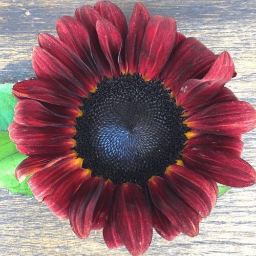 Sunflower, ProCut Red