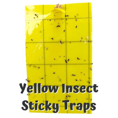 Sticky Traps
