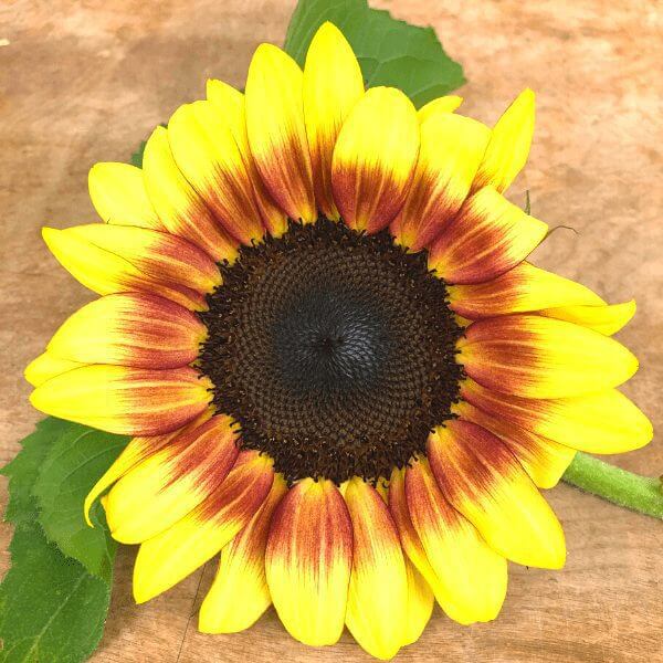 Sunflower, ProCut Red Lemon BiColor