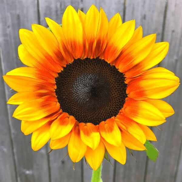Sunflower, ProCut BiColor DMR