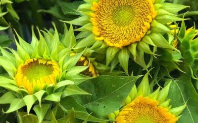 Sunflower, SunFill Green