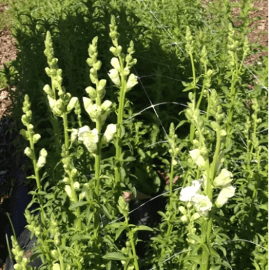 View snapdragons