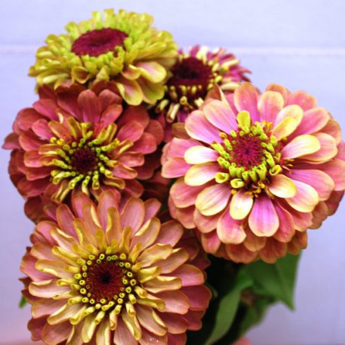 Zinnia, Queen Lime Red