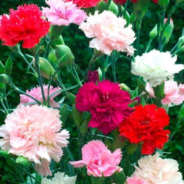 Carnation, Chabaud Mix | Gardener's Workshop