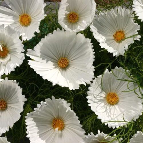 All Cosmos Seeds