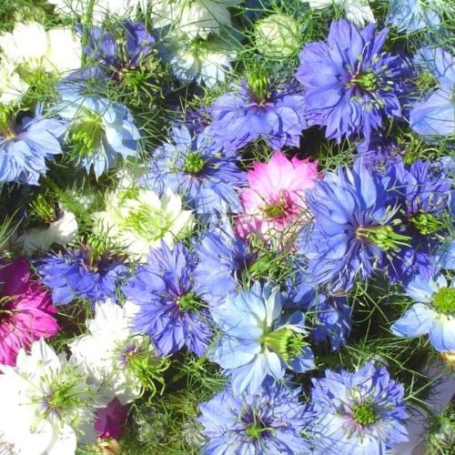 Love-in-a-Mist, Mix