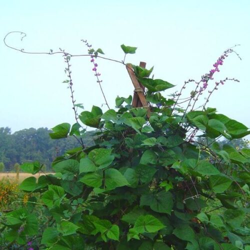 Hyacinth Bean, Ruby Moon Vine