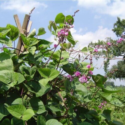 Hyacinth Bean, Ruby Moon Vine