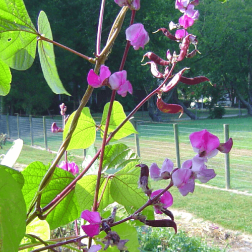 Product Hyacinth Bean, Ruby Moon Vine