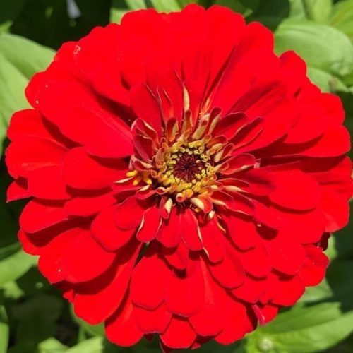 Zinnia, Benary's Giant Scarlet Red Seed