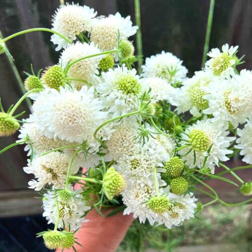 Pincushion Flower, White