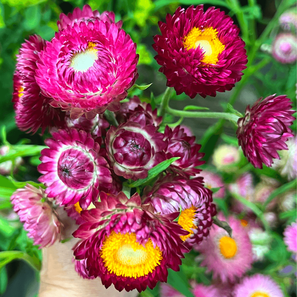 Strawflower 'Burgundy