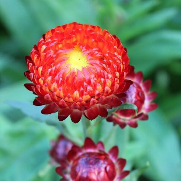 Strawflower 'King Size Red