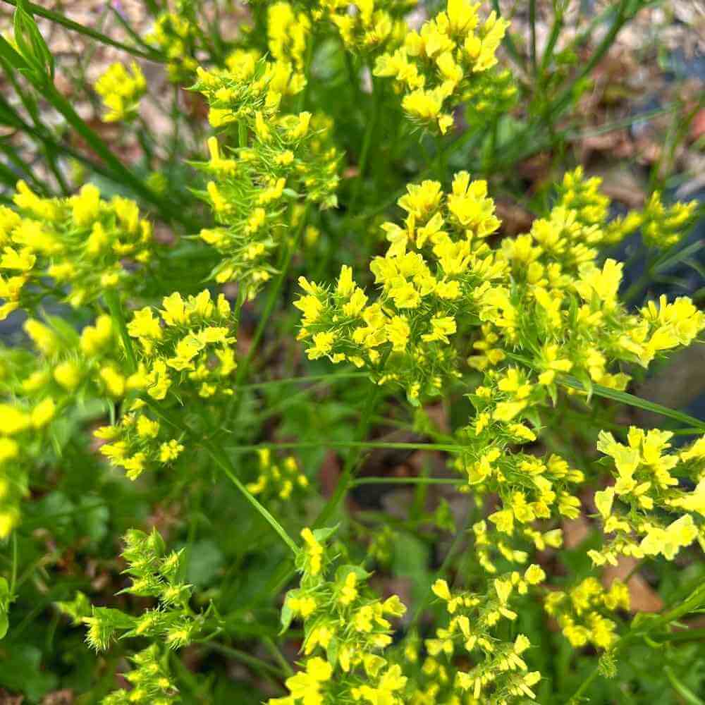 Statice, Seeker Yellow | Gardener's Workshop