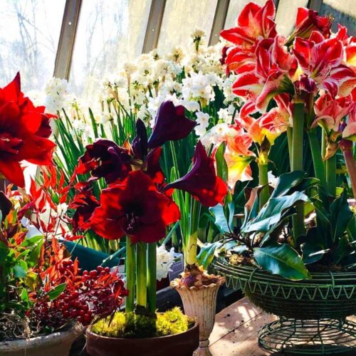 Forcing Glorious Blooms for the Holidays and Beyond! | Gardener's Workshop