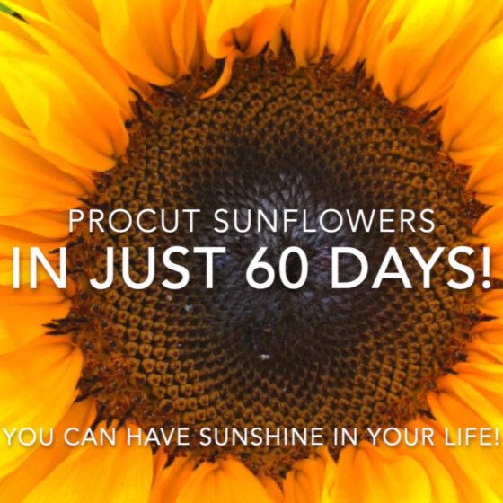 Procut sunflowers in 60 days