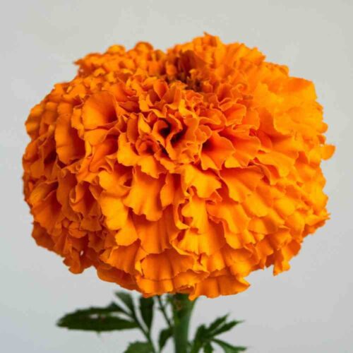 Marigolds, Xochi Orange