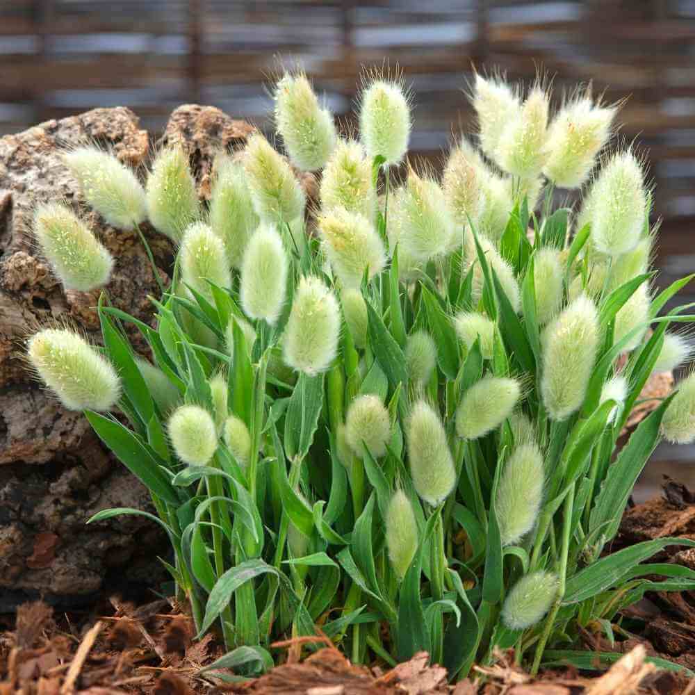 Grass Bunny Tails Gardeners Workshop