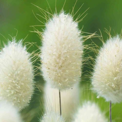 Grass, Bunny Tails