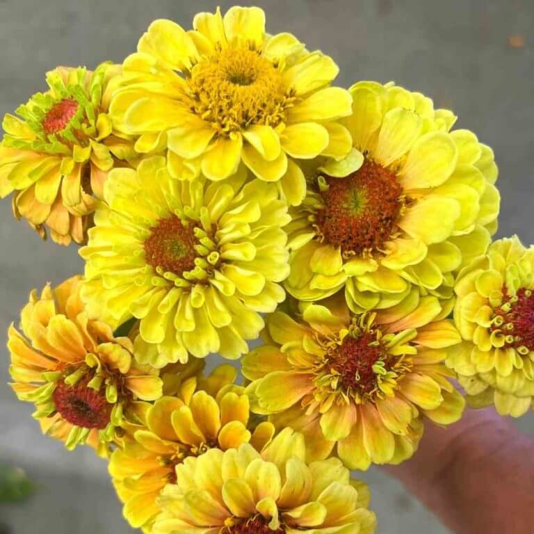 Zinnia, Queen Lemon Peach | Gardener's Workshop