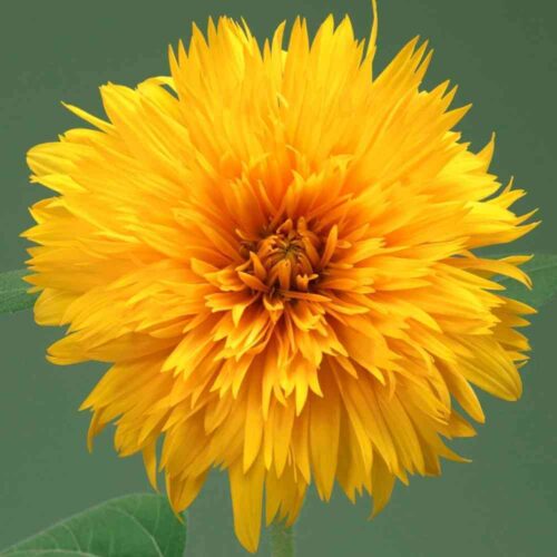 FSU28 - Sunflower_ Double Sunking (1000px 72dpi)