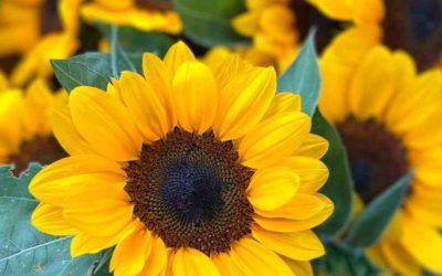 Sunflower, Vincent’s Choice
