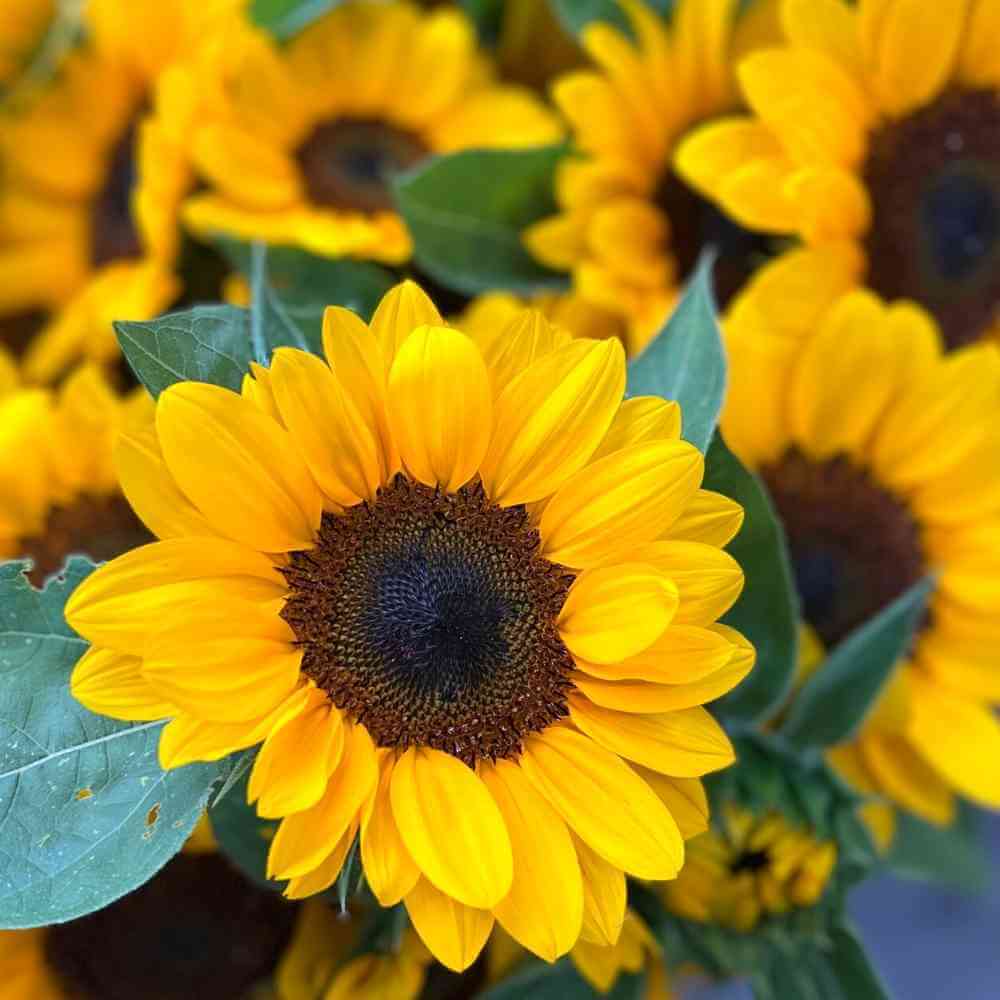 Sunflower, Vincent's Choice | Gardener's Workshop