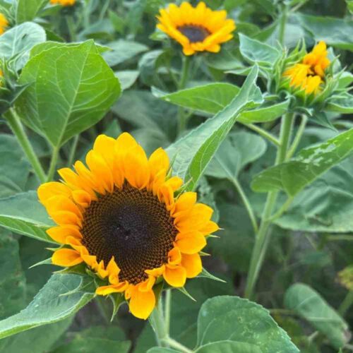 FSU31 - Sunflower, Vincent's Choice 3 (1000px 72dpi)