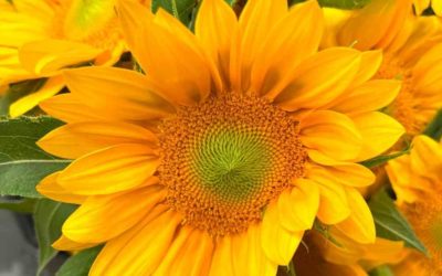 Sunflower, Vincent’s Fresh