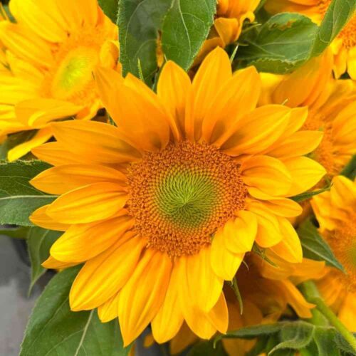 Sunflower, Vincent's Fresh