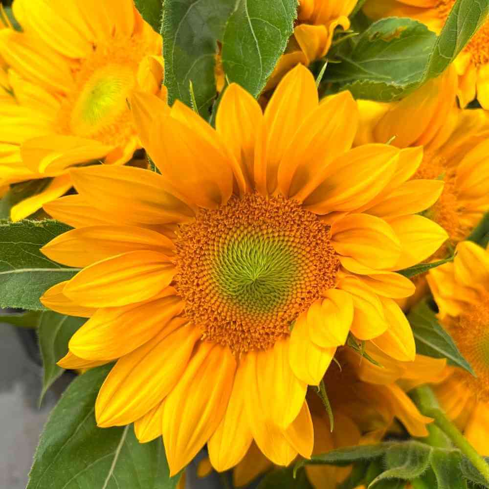 Sunflower, Vincent's Fresh Gardener's