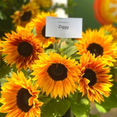 Sunflower Ziggy Yellow Brown Bicolor