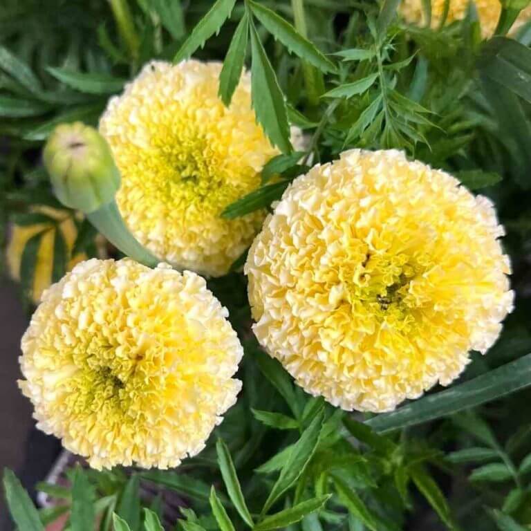 Marigold, White Swan | Gardener's Workshop