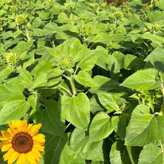 sunflower cover crop (1)