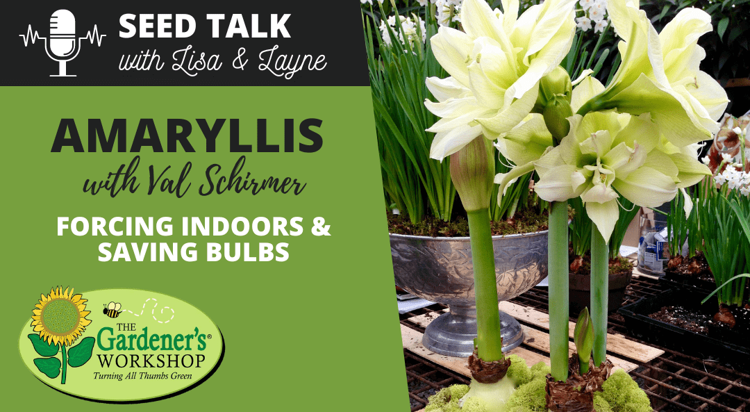 #15 – Amaryllis – Forcing Indoors & Saving Bulbs with Val Schirmer