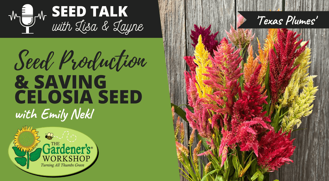 #17 – Seed Production & Saving Celosia Seed with Emily Nekl