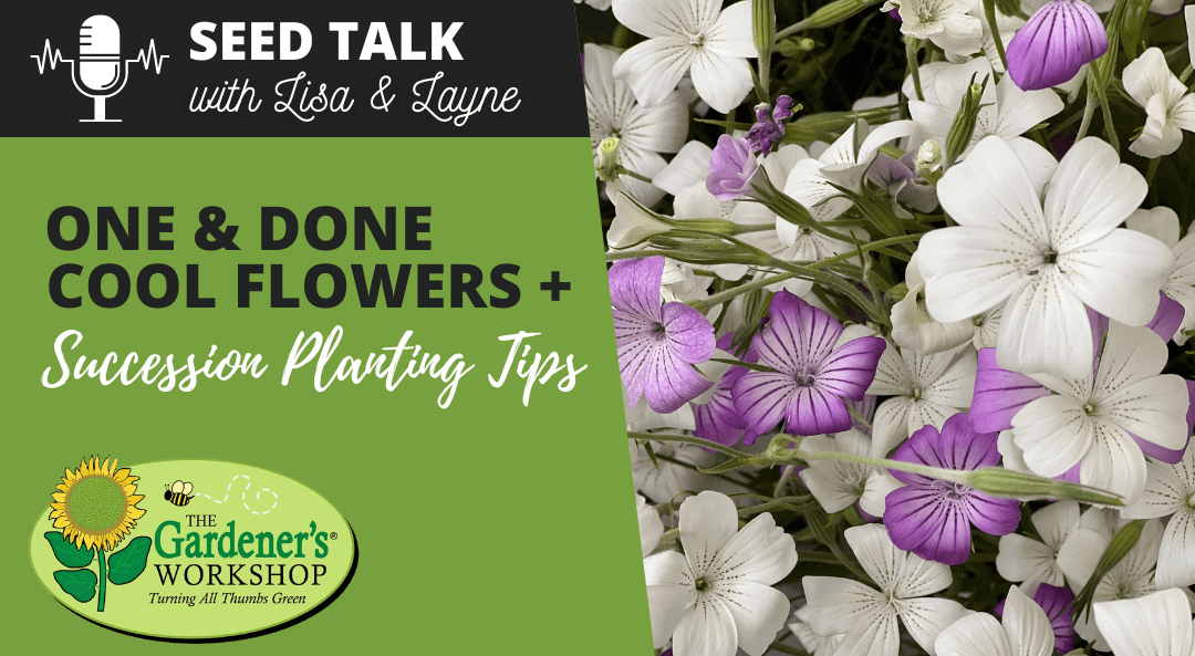 #19 – One & Done Cool Flowers Plus Succession Planting Tips