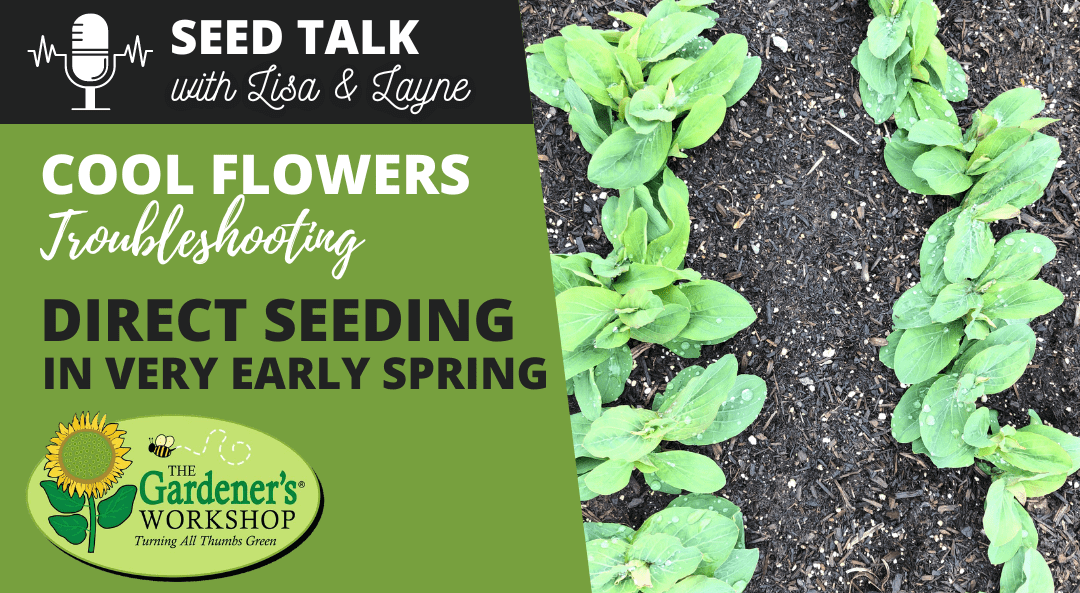 #20 – Cool Flowers Troubleshooting – Direct Seeding in Very Early Spring