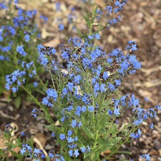 Chinese-Forget-Me-Not-Blue-600-72dpi.jpeg