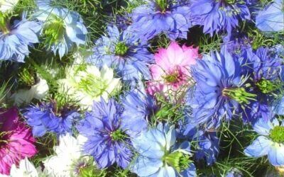 Love-in-a-Mist, Miss Jekyll Mix