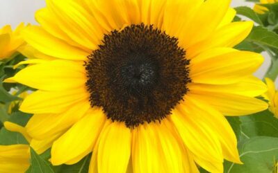 Sunflower, ProCut Brilliance