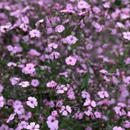 Soapwort-Beauty-Pink-600-72dpi.jpeg