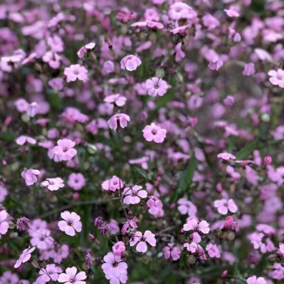 Soapwort-Beauty-Pink-600-72dpi.jpeg