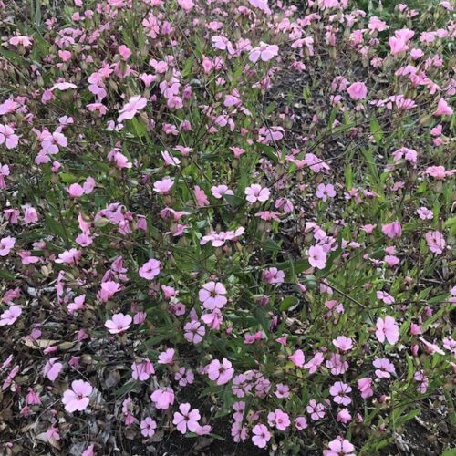 Soapwort-Beauty-Pink2-600-72dpi.jpeg