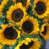 Sunflower, ProCut Orange | Gardener's Workshop