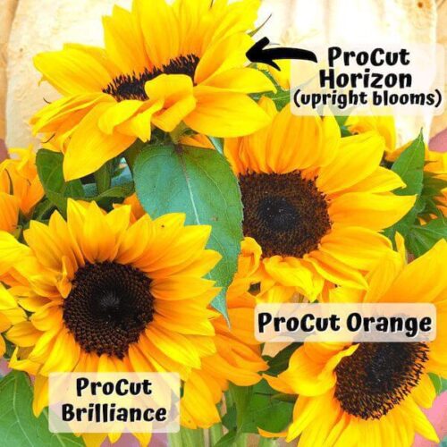Sunflower-ProCut-TGW-Bouquet-Mix-1.jpg
