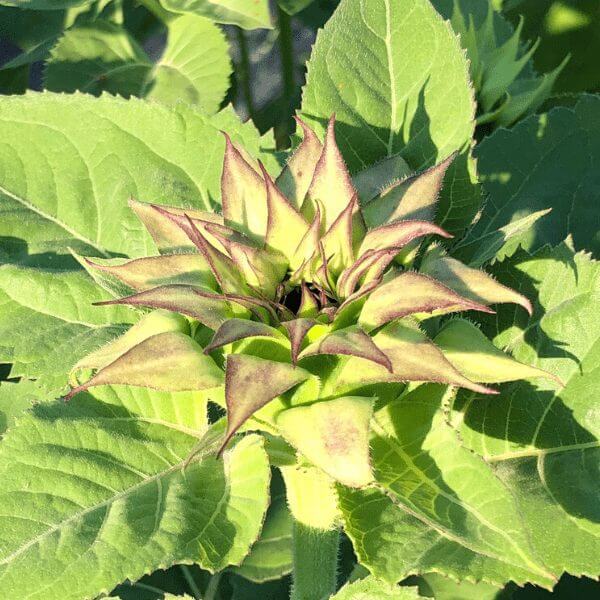 Sunflower Sunfill Purple Gardeners Workshop