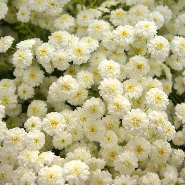 Feverfew, Tetra White Wonder