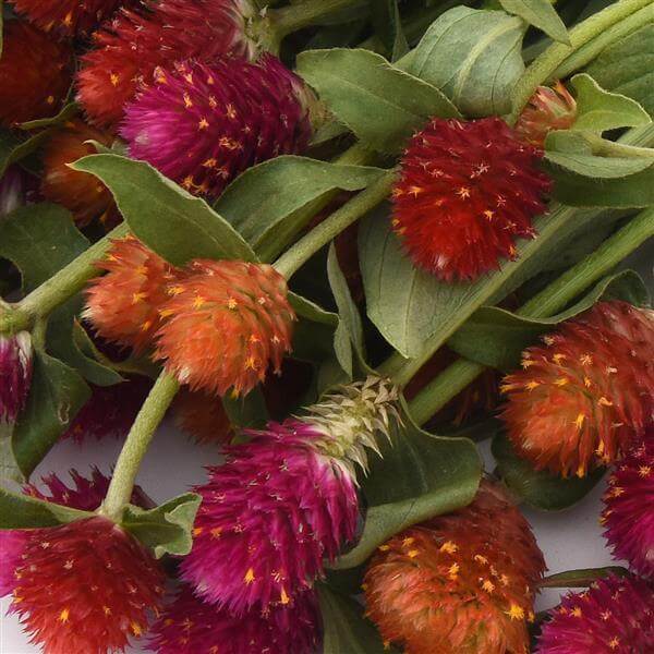 D.T. Brown Globe Amaranth Mixed Colours