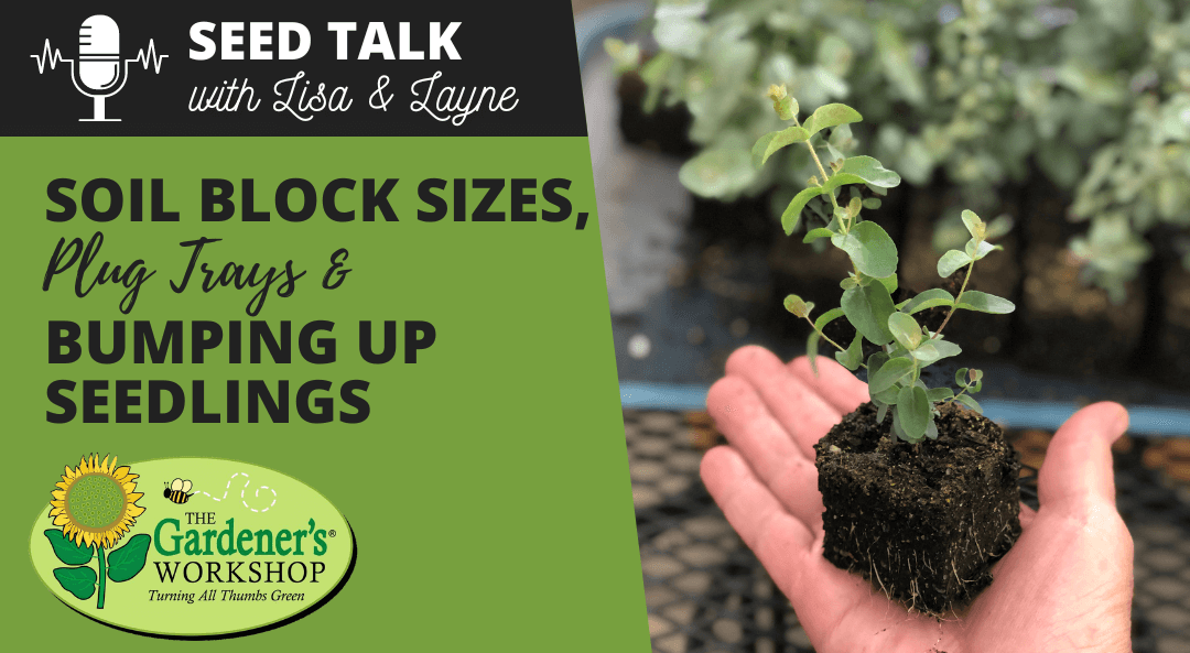 #22 – Soil Block Sizes, Plug Trays & Bumping Up Seedlings